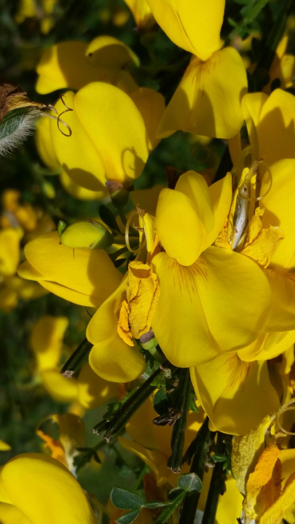 Cytisus scoparius (L.) Link (Fabaceae) Ginestra dei carbonai